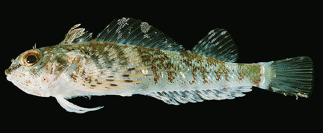 多孔弯线鳚(Helcogramma ellioti)