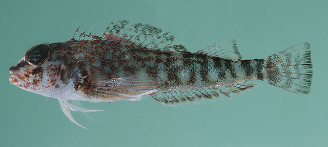 黑鳍弯线鳚(Helcogramma fuscopinna)