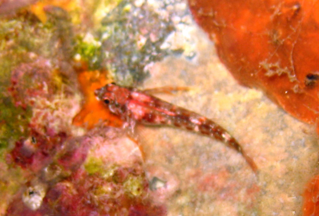 钝吻弯线鳚(Helcogramma obtusirostris)
