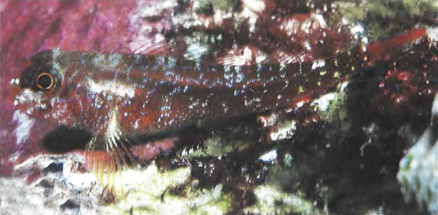 伦氏弯线鳚(Helcogramma randalli)