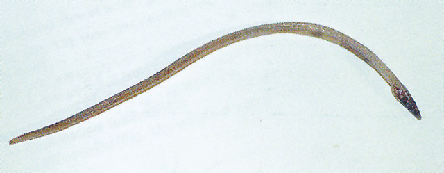 海氏白吻蛇鳗(Hemerorhinus heyningi)