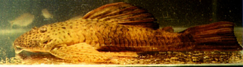 点斑半鈎鲇(Hemiancistrus punctulatus)