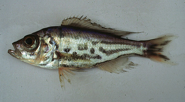 窄身半攀丽鱼(Hemibates stenosoma)