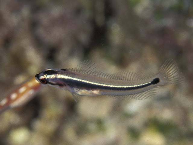 半隆胎鳚(Hemiemblemaria simulus)