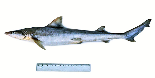 澳洲半沙条鲨(Hemigaleus australiensis)