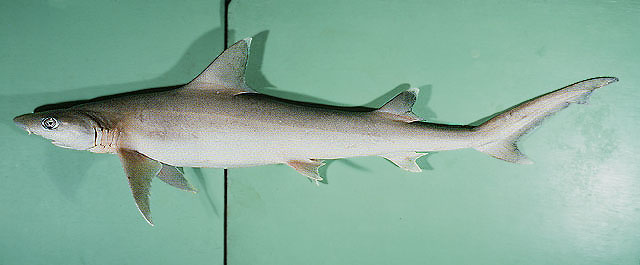 小口半沙条鲨(Hemigaleus microstoma)