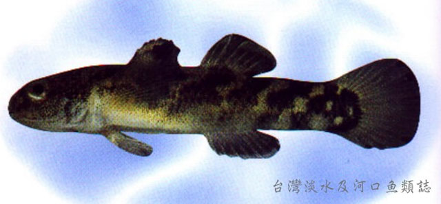 斜纹半虾虎(Hemigobius hoevenii)