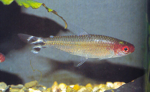 布氏非洲裙鱼(Hemigrammus bleheri)