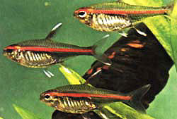 红带半线脂鲤(Hemigrammus erythrozonus)