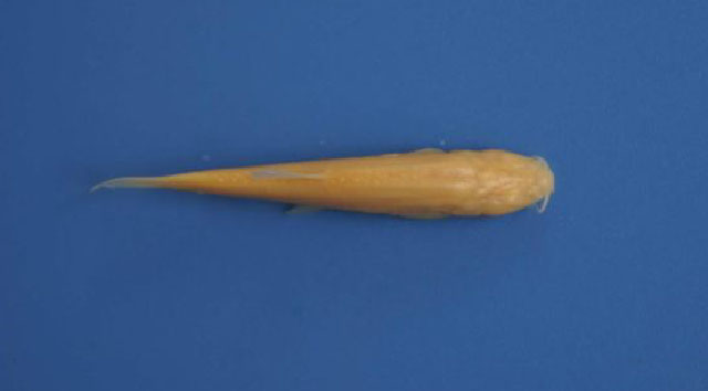 透明间条鳅(Heminoemacheilus hyalinus)