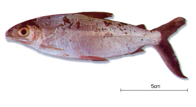 银半齿脂鲤(Hemiodus argenteus)