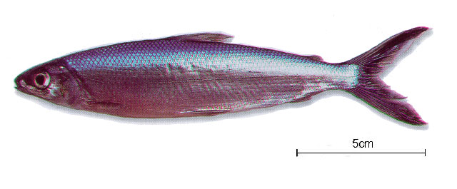 无斑半齿脂鲤(Hemiodus immaculatus)