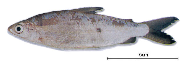 小鳞半齿脂鲤(Hemiodus microlepis)