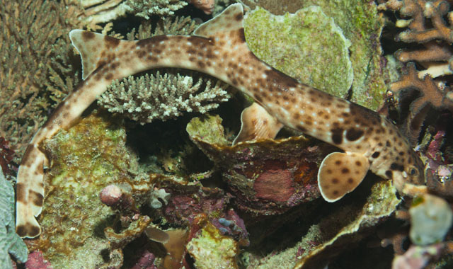印尼长尾须鲨(Hemiscyllium freycineti)