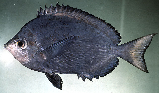 多棘霞蝶鱼(Hemitaurichthys multispinosus)