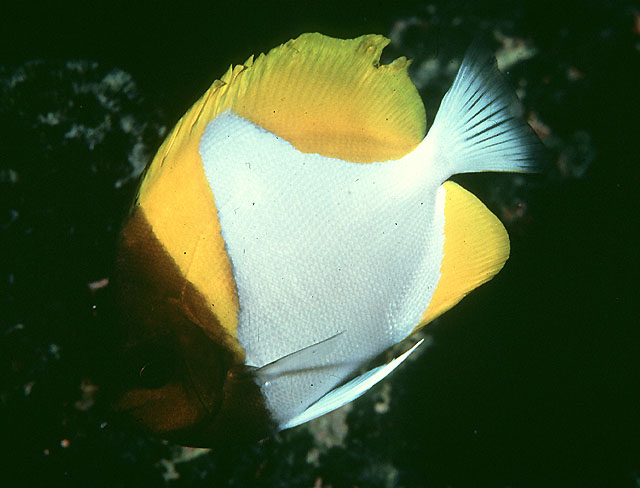 多鳞霞蝶鱼(Hemitaurichthys polylepis)