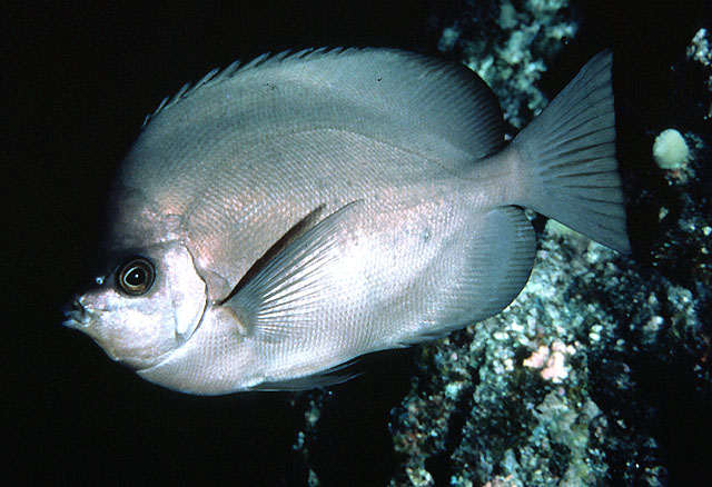 汤氏霞蝶鱼(Hemitaurichthys thompsoni)