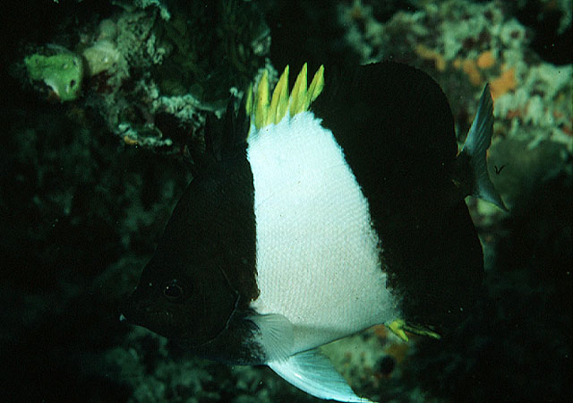 霞蝶鱼(Hemitaurichthys zoster)