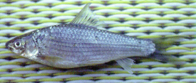 单吻鱼(Henicorhynchus lineatus)