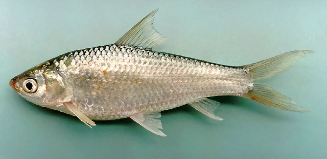 暹罗单吻鱼(Henicorhynchus siamensis)