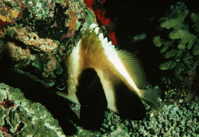 印度洋马夫鱼(Heniochus pleurotaenia)