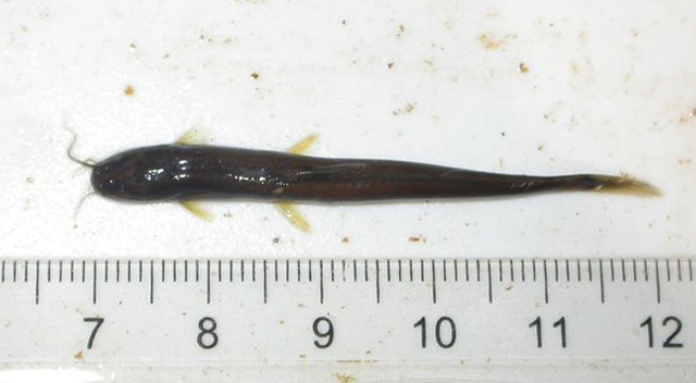 布氏鼬鲇(Heptapterus bleekeri)