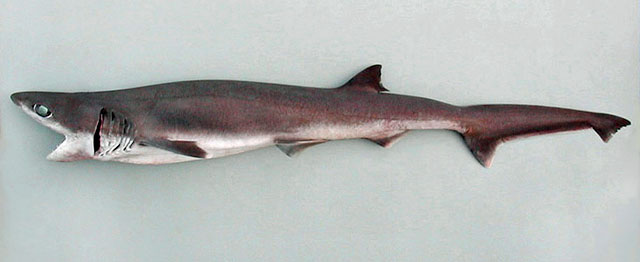 尖头七鳃鲨(Heptranchias perlo)
