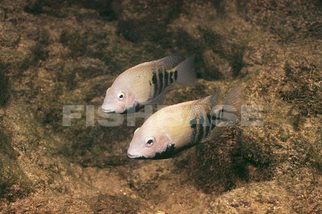 横带德州丽鱼(Herichthys tamasopoensis)