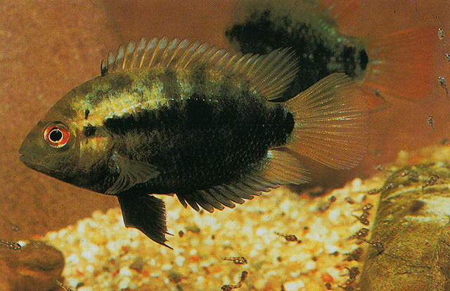 多棘始丽鱼(Herotilapia multispinosa)