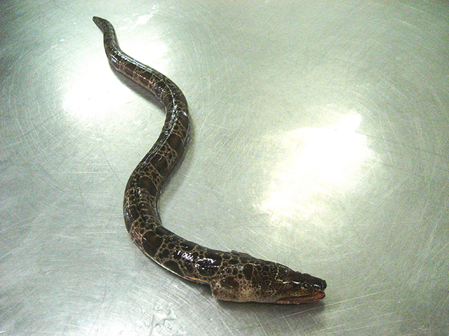 Herpetoichthys regius(Herpetoichthys regius)