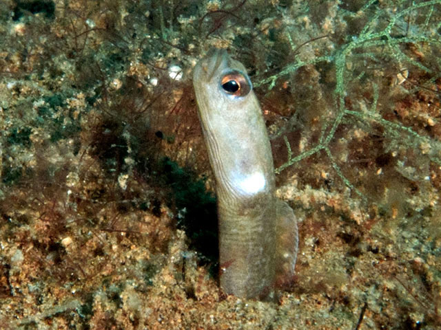 褐黄异康吉鳗(Heteroconger perissodon)