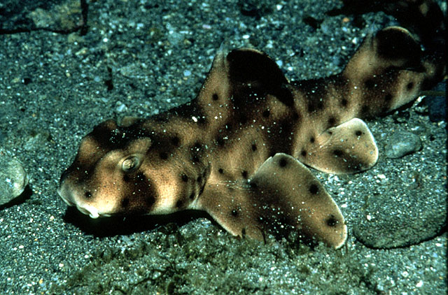 佛氏虎鲨(Heterodontus francisci)
