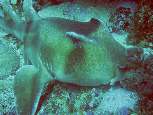 眶嵴虎鲨(Heterodontus galeatus)