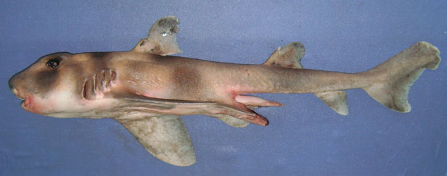 阿曼虎鲨(Heterodontus omanensis)