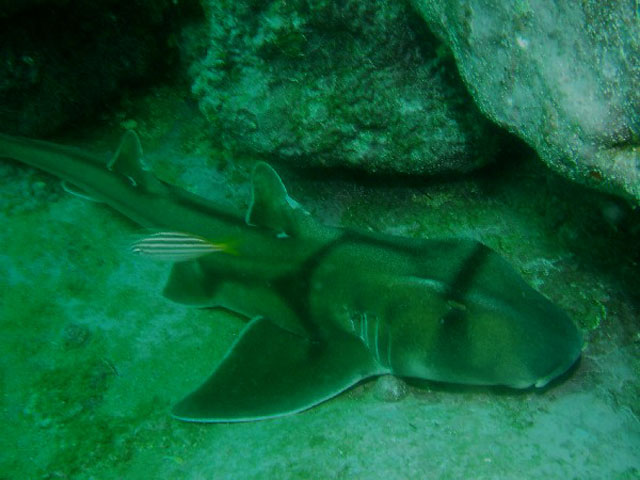 波氏虎鲨(Heterodontus portusjacksoni)