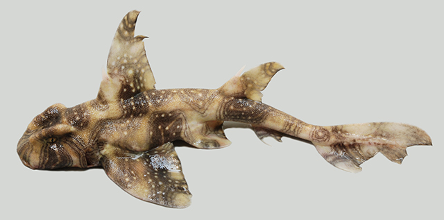 白点虎鲨(Heterodontus ramalheira)