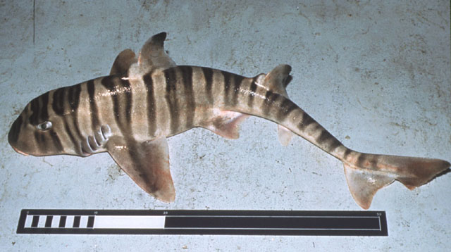 狭纹虎鲨(Heterodontus zebra)