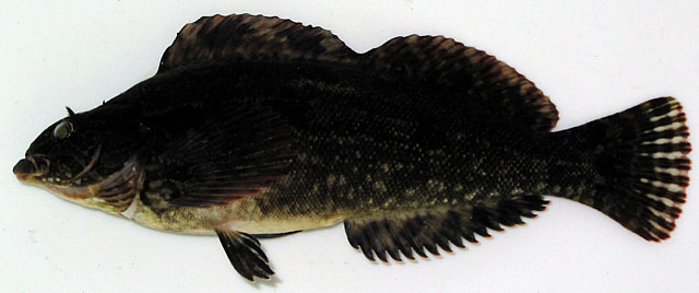 斑头六线鱼(Hexagrammos agrammus)