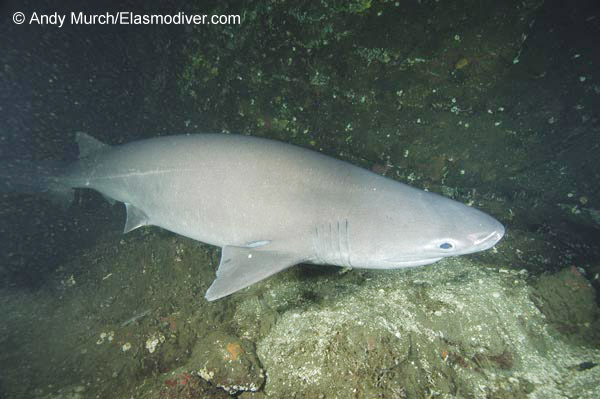 灰六鳃鲨(Hexanchus griseus)