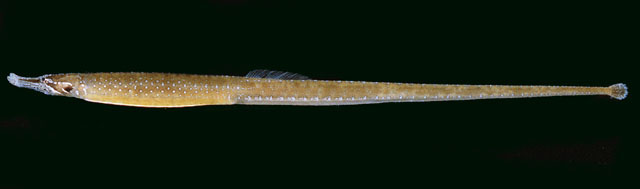 笔状多环海龙(Hippichthys penicillus)