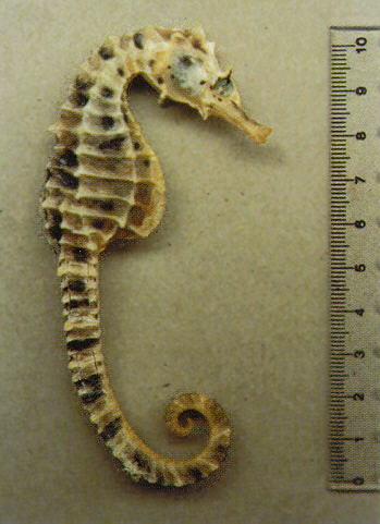 膨腹海马(Hippocampus abdominalis)