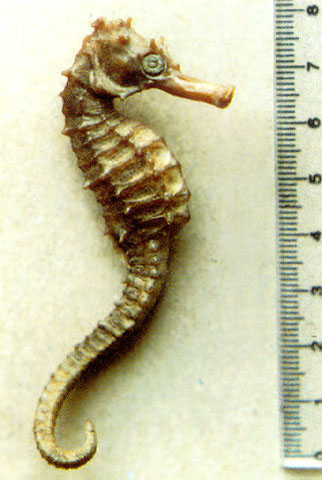 留尼汪岛海马(Hippocampus borboniensis)