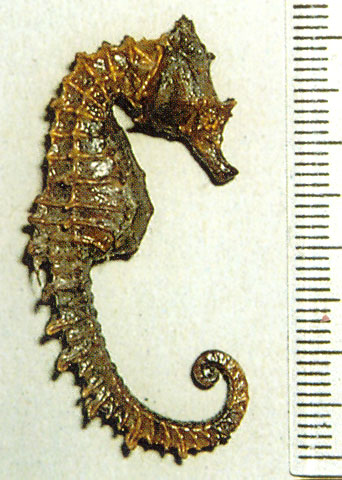 短头海马(Hippocampus breviceps)
