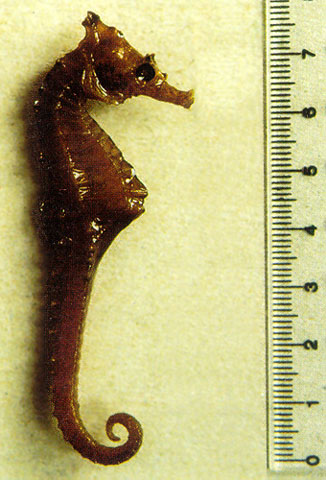 驼背海马(Hippocampus camelopardalis)