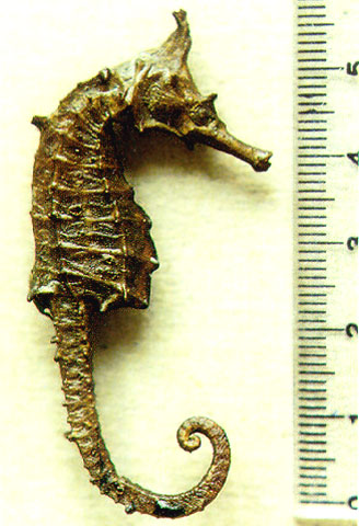冠海马(Hippocampus coronatus)