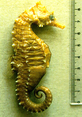 直立海马(Hippocampus erectus)