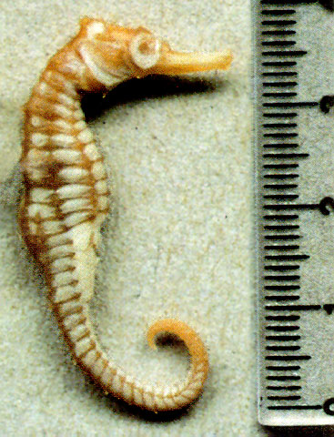 菲氏海马(Hippocampus fisheri)