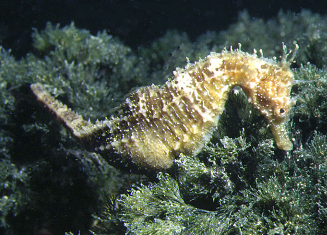 浅黄海马(Hippocampus guttulatus)