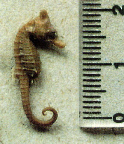 利氏海马(Hippocampus lichtensteinii)