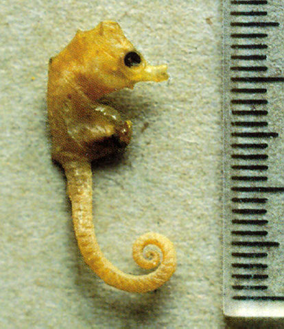 梦海马(Hippocampus minotaur)